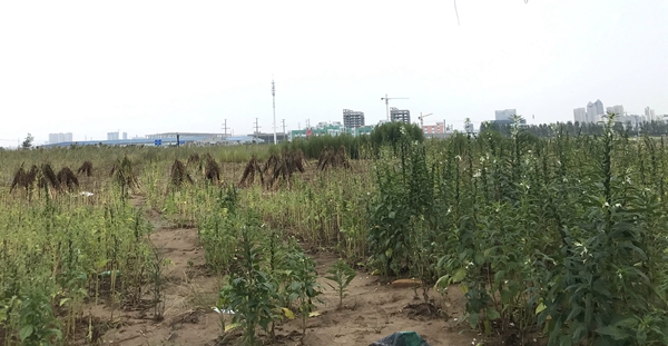 土地現(xiàn)場圖 - 副本_副本 - 副本.jpg